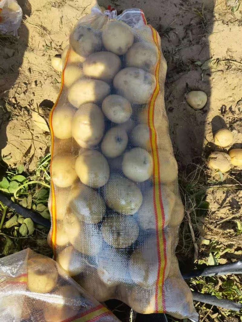 陕北土豆V7，希森...226上市基地直发量大从优