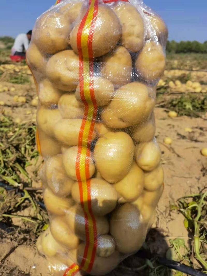 陕北土豆V7，希森...226上市基地直发量大从优