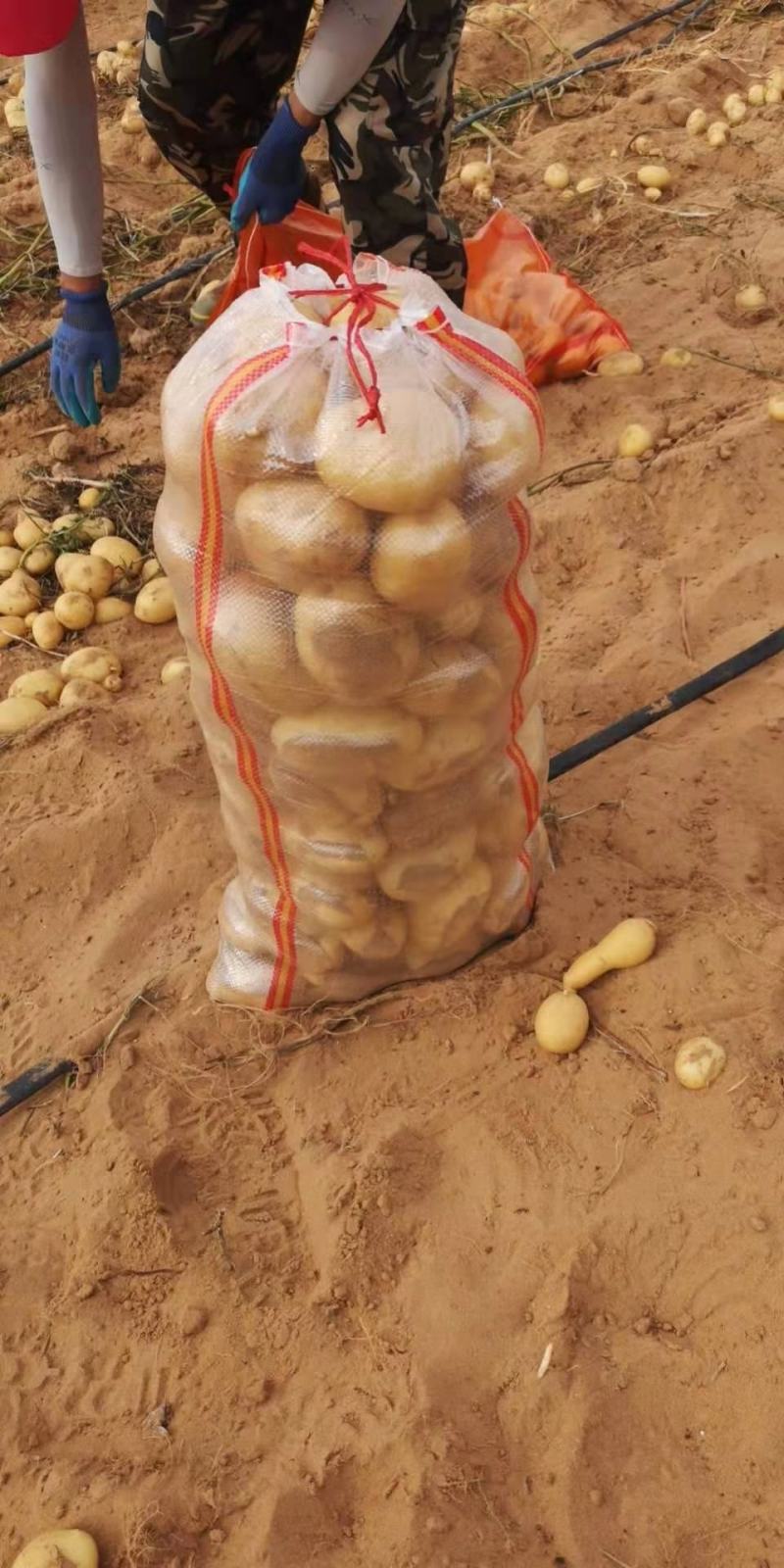 陕北土豆V7，希森...226上市基地直发量大从优
