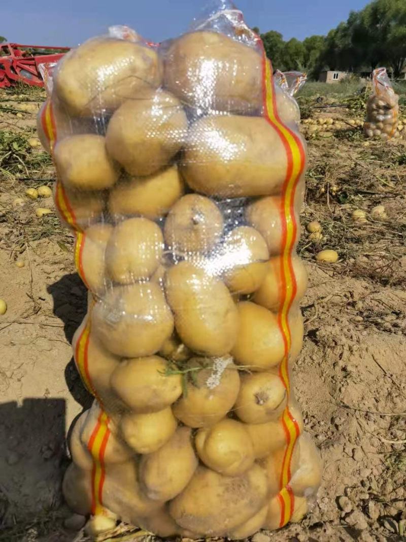 陕北土豆V7，希森...226上市基地直发量大从优