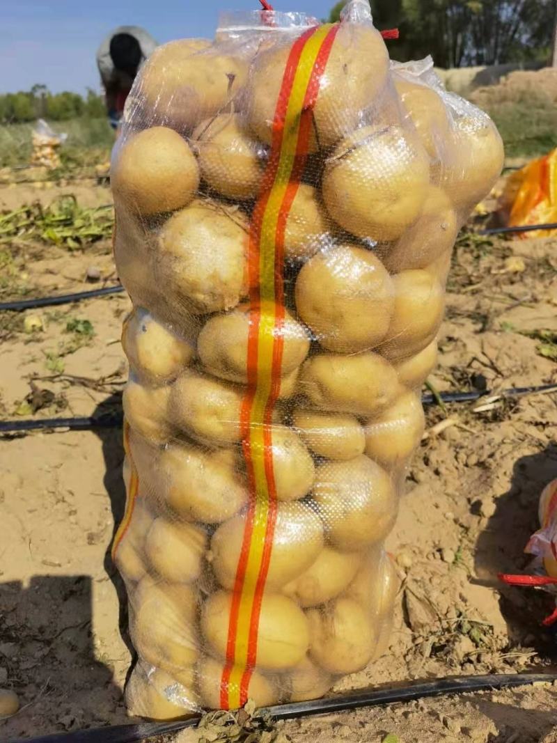 陕北土豆V7，希森...226上市基地直发量大从优