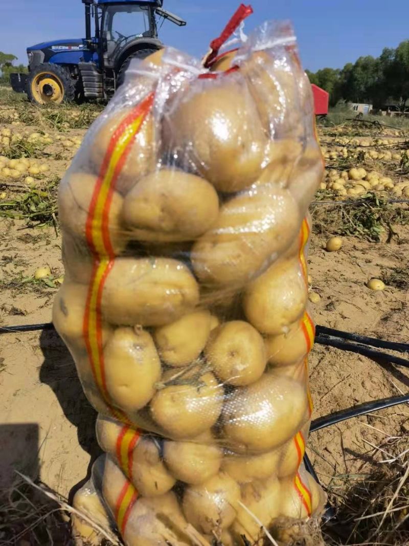 陕北土豆V7，希森...226上市基地直发量大从优