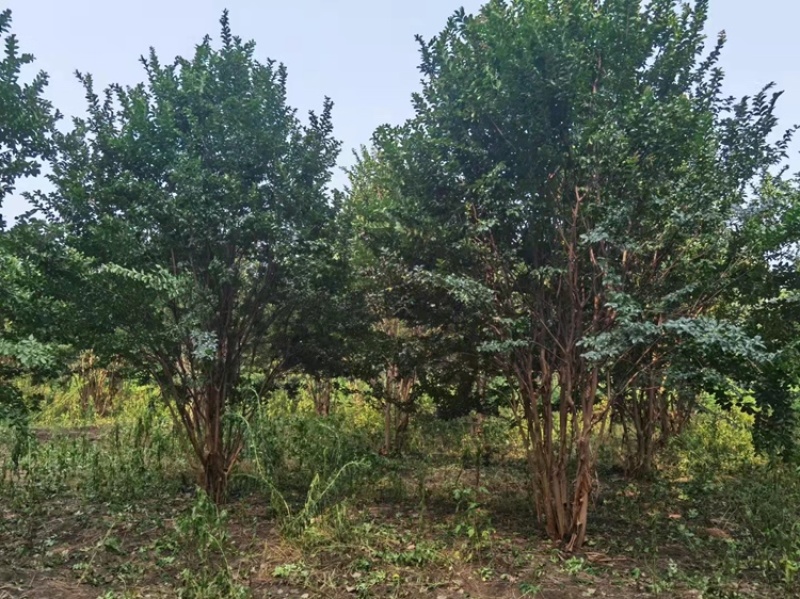 丛生紫薇2-6米高各类规格齐全常年供应量大优惠保证质量