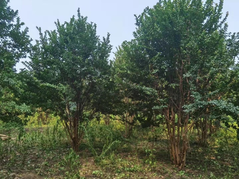 丛生紫薇2-6米高各类规格齐全常年供应量大优惠保证质量