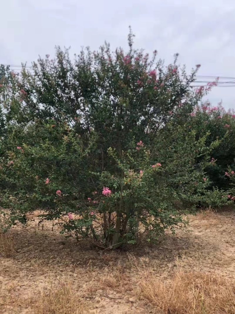 丛生紫薇2-6米高各类规格齐全常年供应量大优惠保证质量