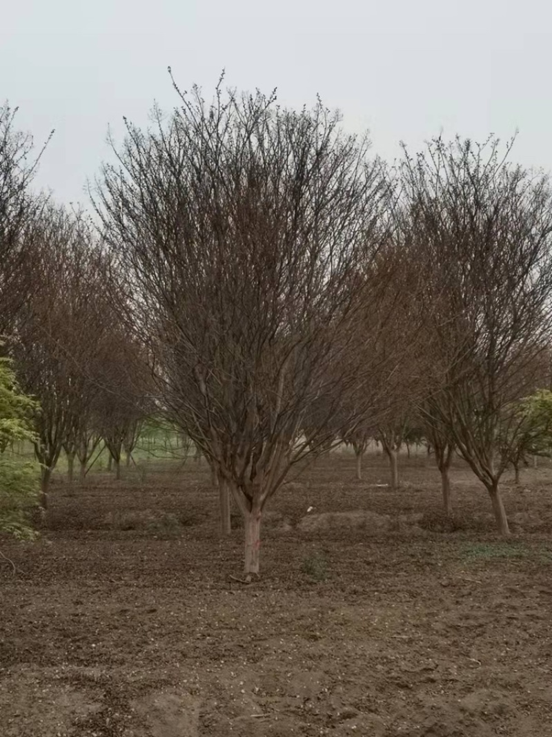 独干紫薇3-20公分大量供应规格齐全诚信经营欢迎实地考察