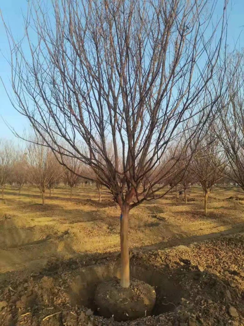 独干紫薇3-20公分大量供应规格齐全诚信经营欢迎实地考察
