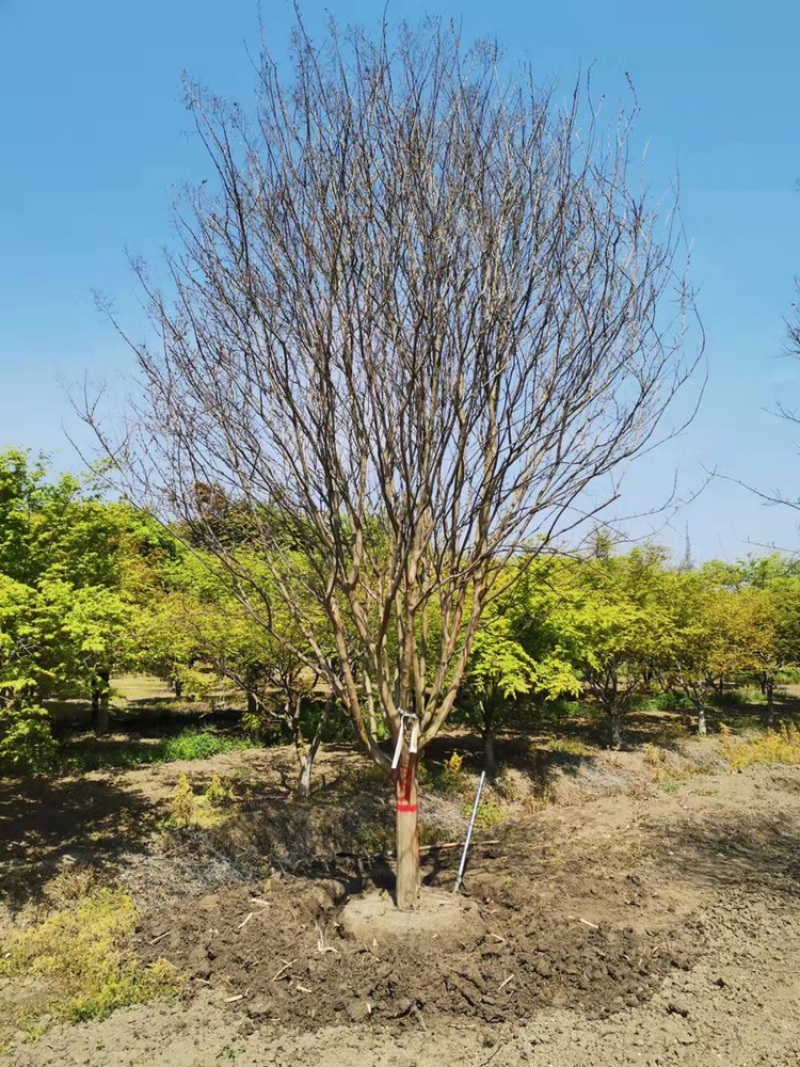 独干紫薇3-20公分大量供应规格齐全诚信经营欢迎实地考察
