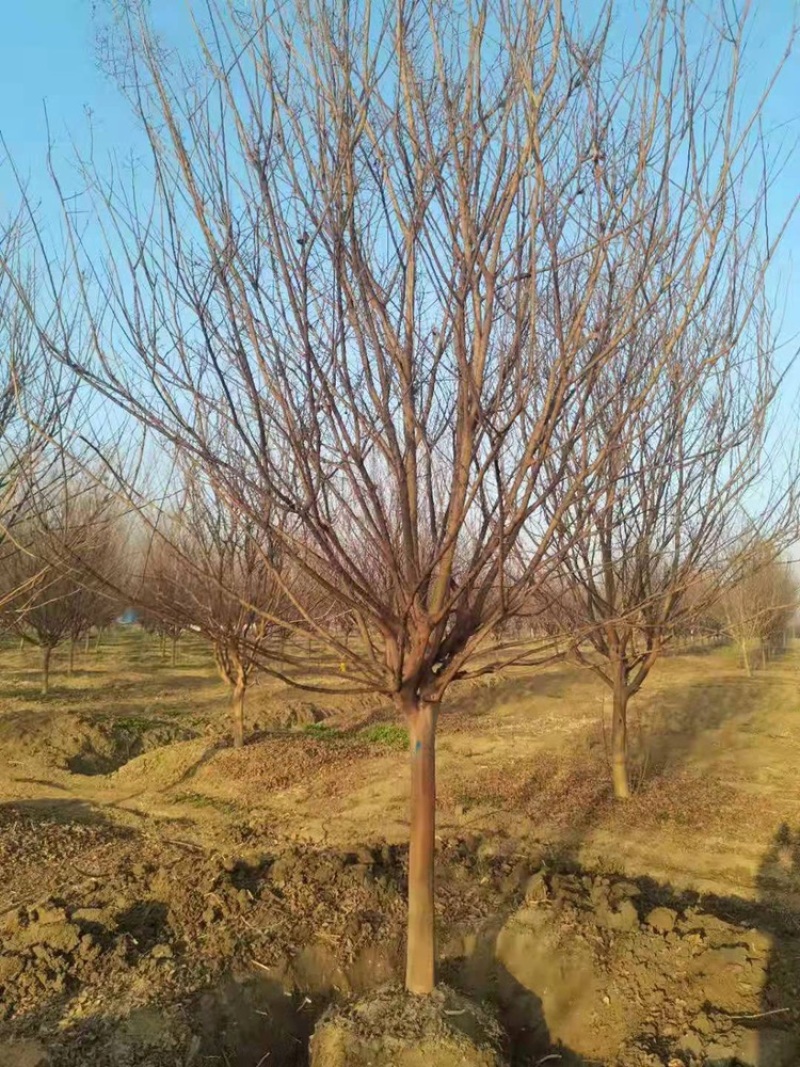 独干紫薇3-20公分大量供应规格齐全诚信经营欢迎实地考察