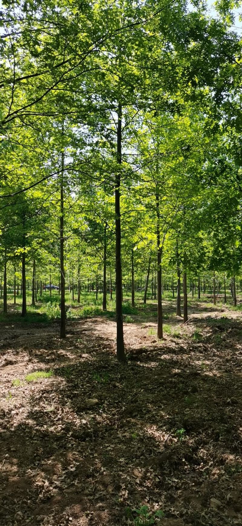 【牛商推荐】娜塔栎，红橡树，北美红栎，基地直销，质量保证