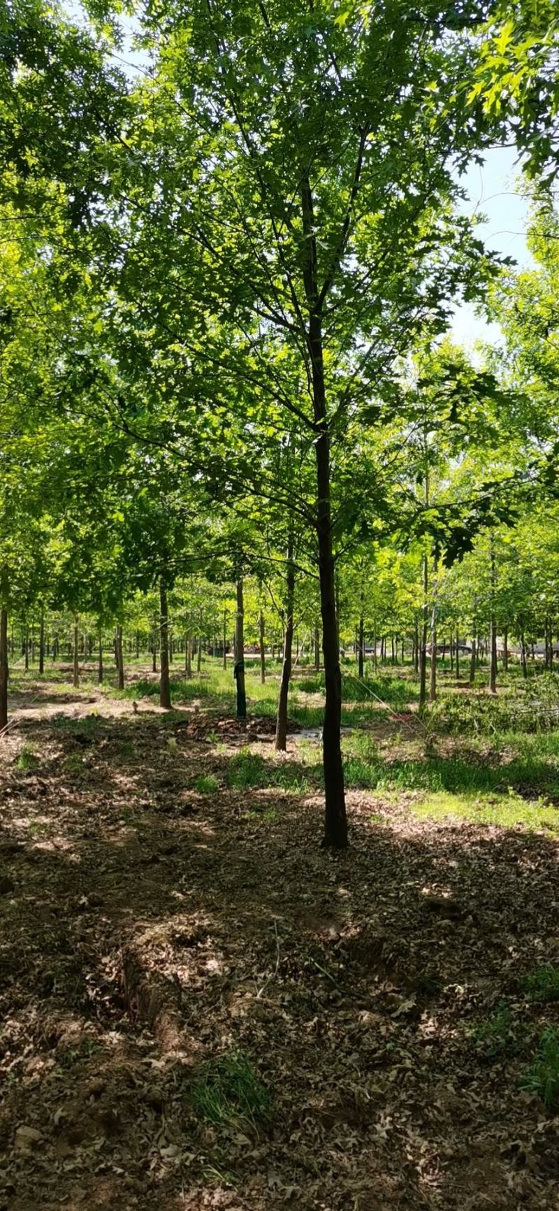 【牛商推荐】娜塔栎，红橡树，北美红栎，基地直销，质量保证