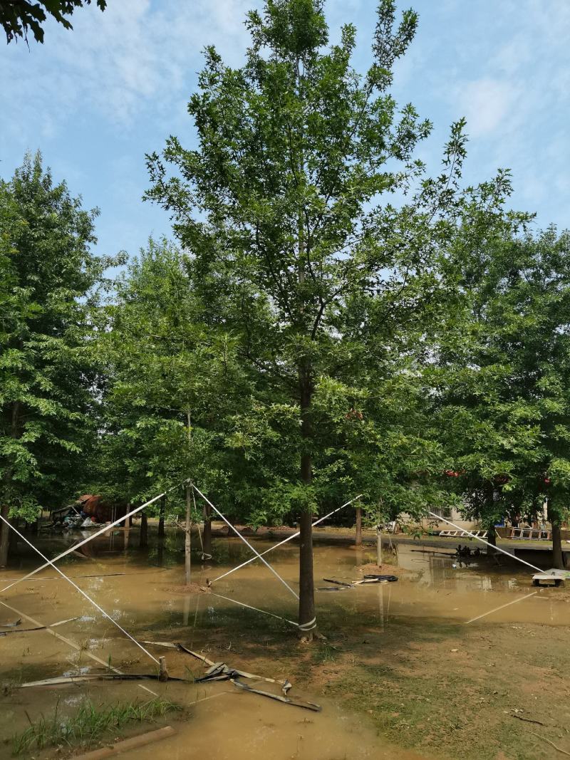 【牛商推荐】娜塔栎，红橡树，北美红栎，基地直销，质量保证