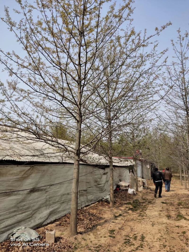 【牛商推荐】娜塔栎，红橡树，北美红栎，基地直销，质量保证