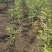 【牛商推荐】娜塔栎，红橡树，北美红栎，基地直销，质量保证