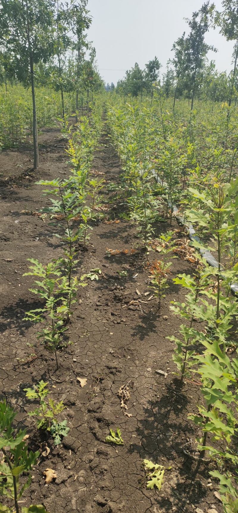 【牛商推荐】娜塔栎，红橡树，北美红栎，基地直销，质量保证
