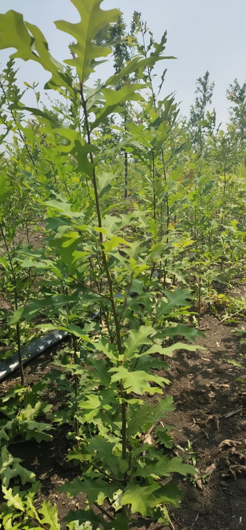 【牛商推荐】娜塔栎，红橡树，北美红栎，基地直销，质量保证