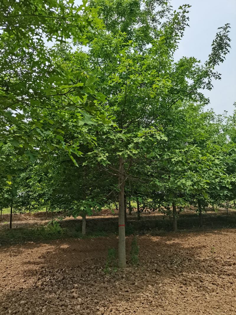 【牛商推荐】娜塔栎，红橡树，北美红栎，基地直销，质量保证