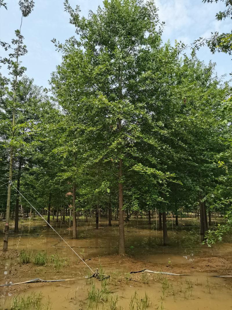 【牛商推荐】娜塔栎，红橡树，北美红栎，基地直销，质量保证