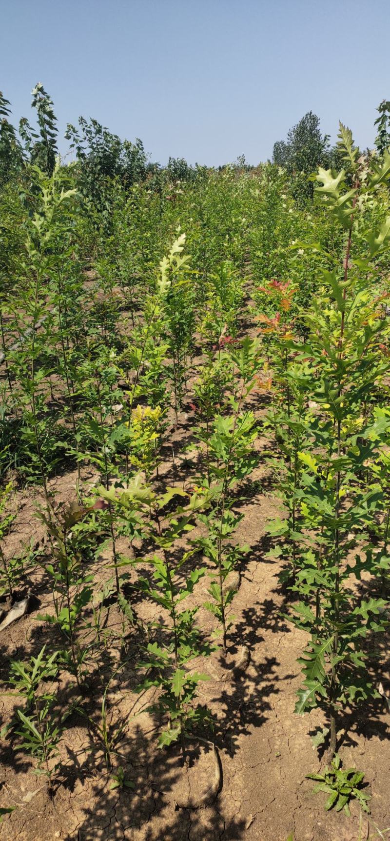 【牛商推荐】娜塔栎，红橡树，北美红栎，基地直销，质量保证