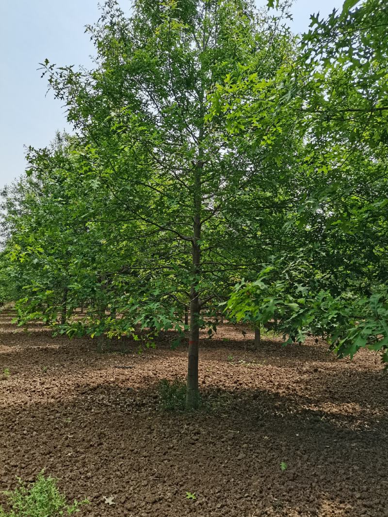 【牛商推荐】娜塔栎，红橡树，北美红栎，基地直销，质量保证
