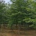 【牛商推荐】娜塔栎，红橡树，北美红栎，基地直销，质量保证