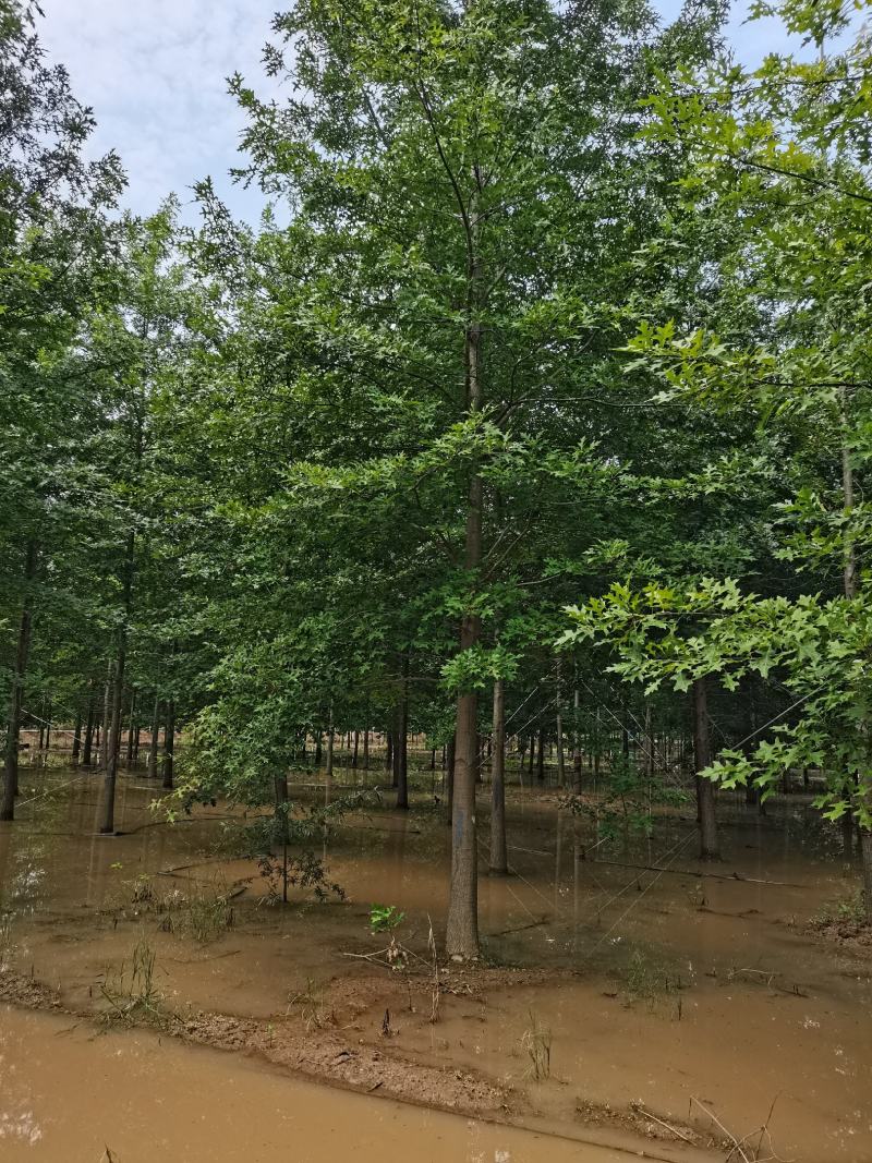 【牛商推荐】娜塔栎，红橡树，北美红栎，基地直销，质量保证
