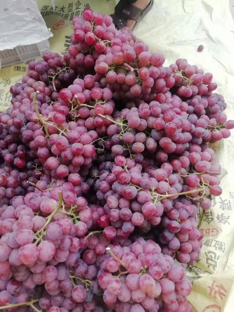 红提，陕西红提葡萄，精品红提葡萄批发价格，红提葡萄基地