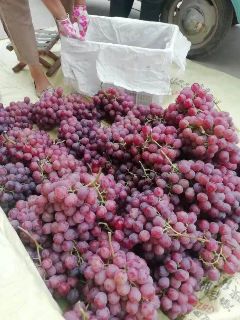 红提，陕西红提葡萄，精品红提葡萄批发价格，红提葡萄基地