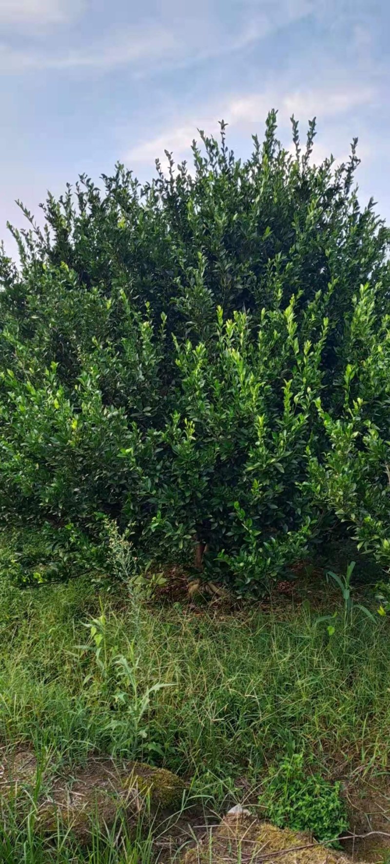 橘子树，柑橘树，货源充足，可供多种规格。产地直销。