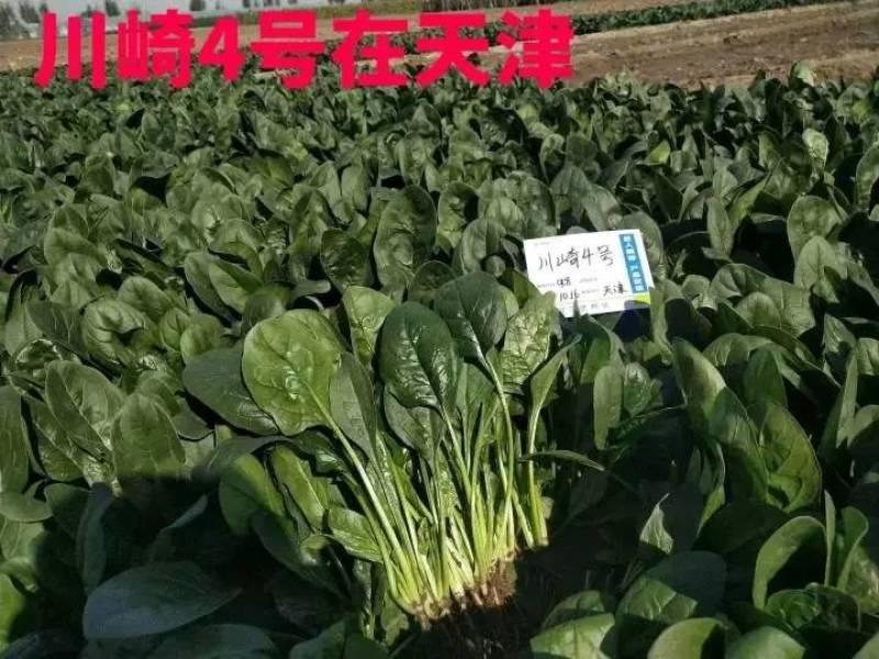 直立捆扎菠菜！川崎4号菠菜种子，油亮生长速度快大圆叶