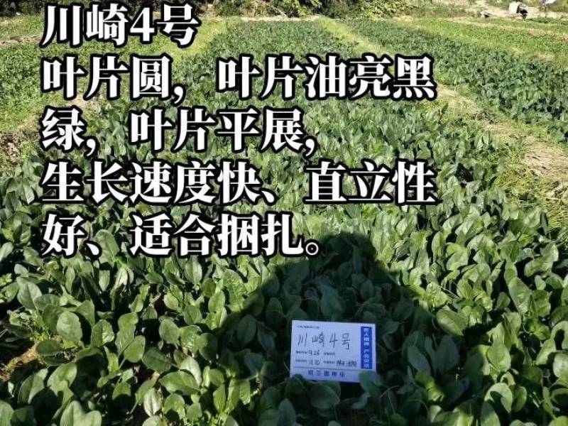 直立捆扎菠菜！川崎4号菠菜种子，油亮生长速度快大圆叶