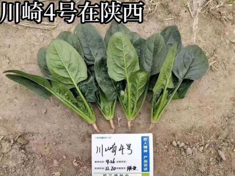 直立捆扎菠菜！川崎4号菠菜种子，油亮生长速度快大圆叶