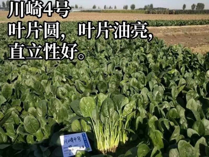 直立捆扎菠菜！川崎4号菠菜种子，油亮生长速度快大圆叶