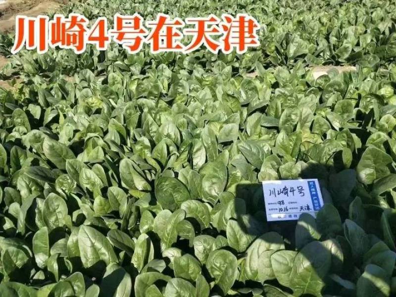 直立捆扎菠菜！川崎4号菠菜种子，油亮生长速度快大圆叶