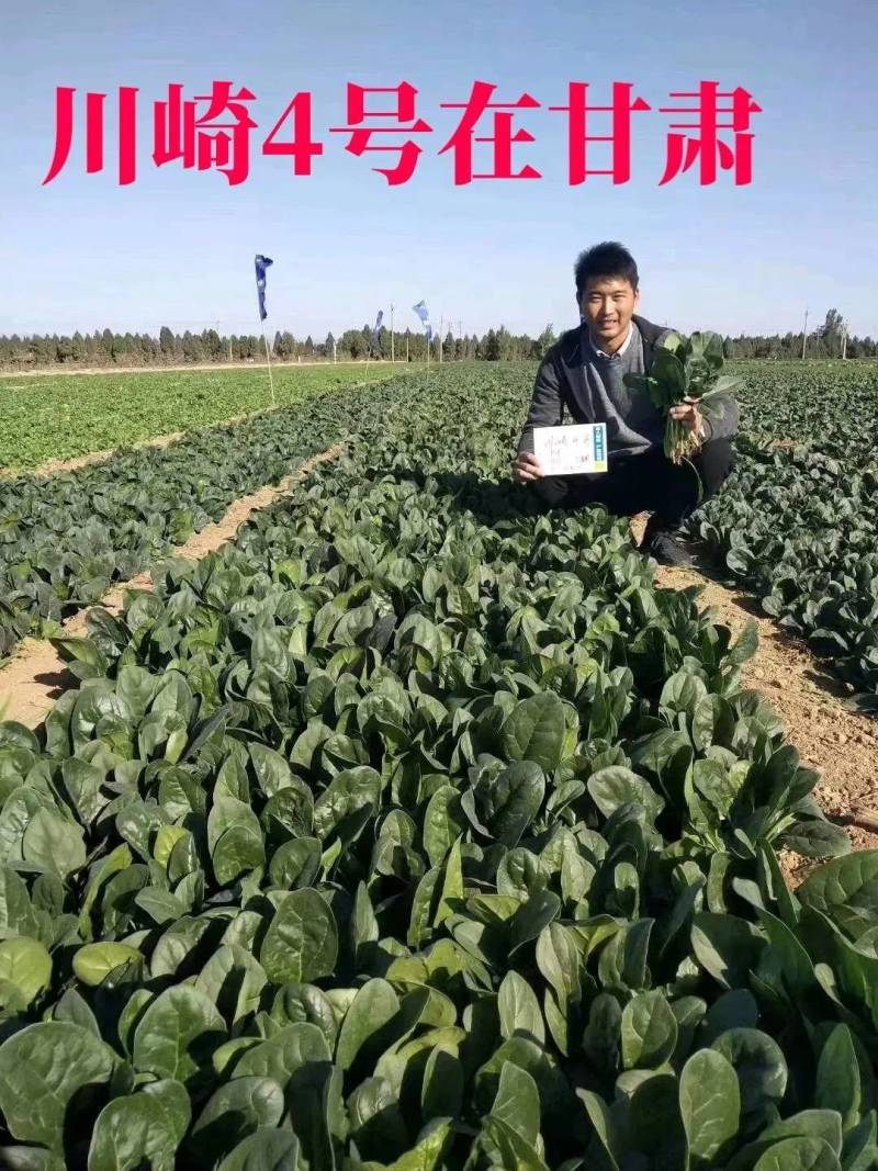 直立捆扎菠菜！川崎4号菠菜种子，油亮生长速度快大圆叶