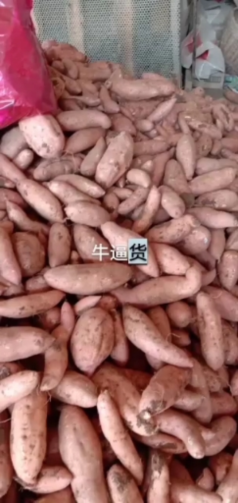 湖北龙薯九号量大从优精品现货诚信供货