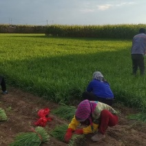 靖远韭菜大量上市，需要下单