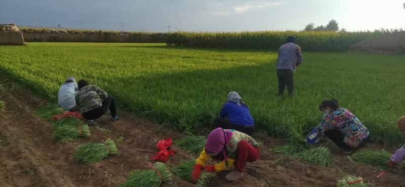 靖远韭菜大量上市，需要下单