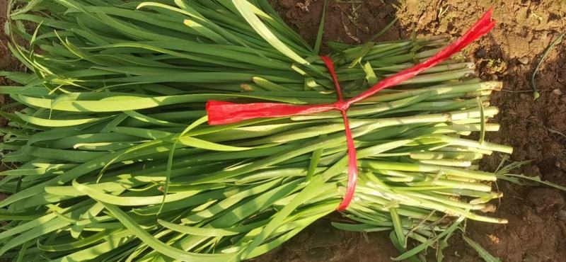 靖远韭菜大量上市，需要下单