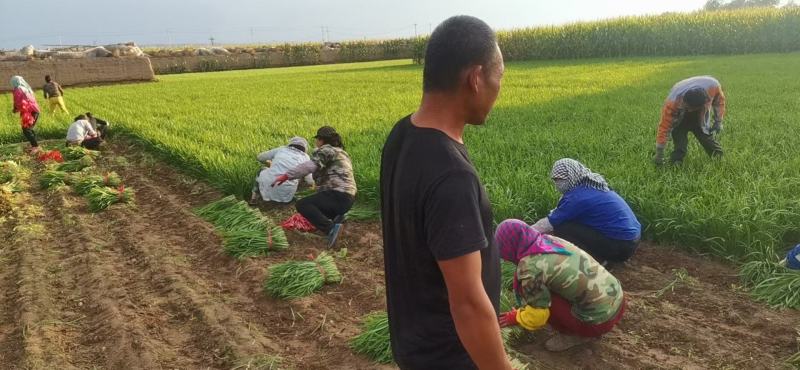 靖远韭菜大量上市，需要下单