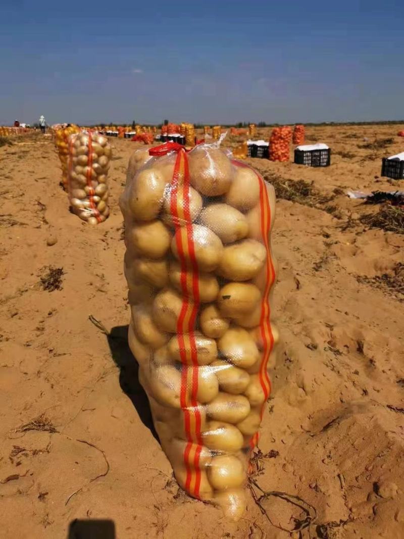 黄金薯尤金，荷兰，土延，新佳，微7土豆3两以上精品