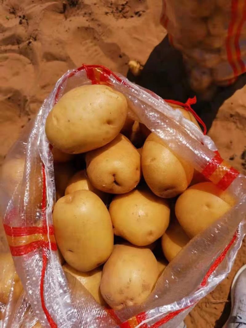 黄金薯尤金，荷兰，土延，新佳，微7土豆3两以上精品