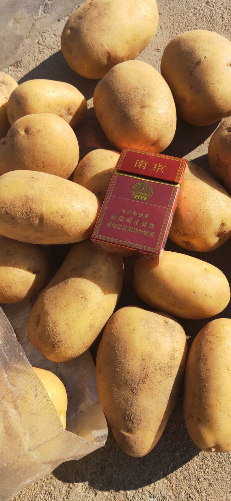 尤金885-黄金薯，沃土v7土豆精品3两通天大量供应中