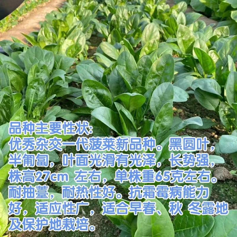 【促销价】黑波特菠菜种子大圆叶耐热耐寒半直立油亮