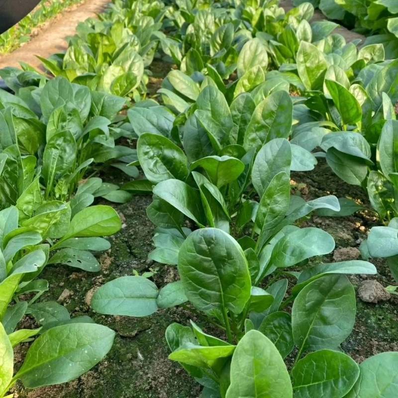 【促销价】黑波特菠菜种子大圆叶耐热耐寒半直立油亮