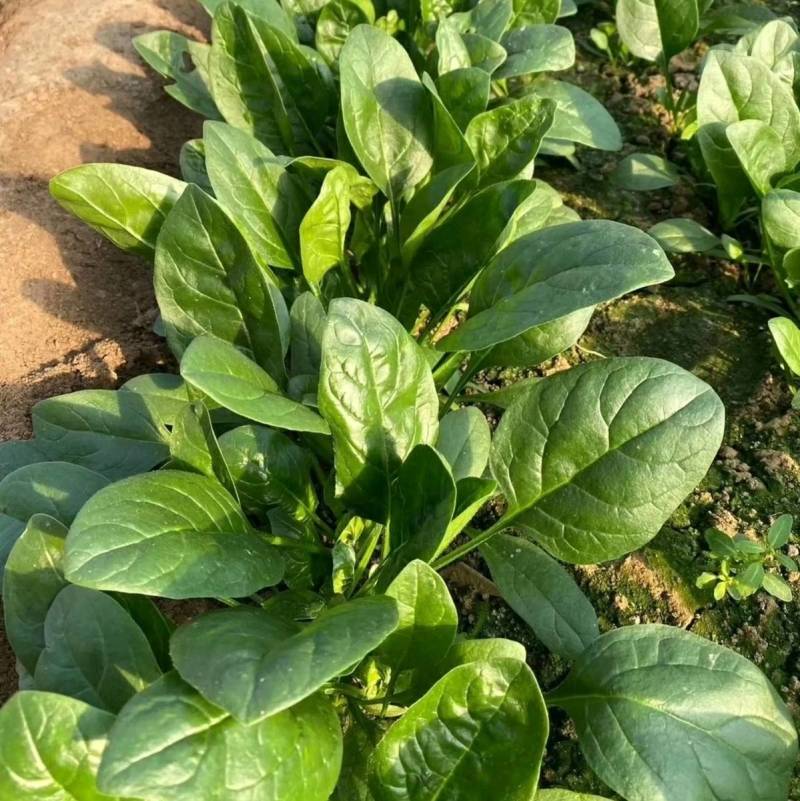 【促销价】黑波特菠菜种子大圆叶耐热耐寒半直立油亮