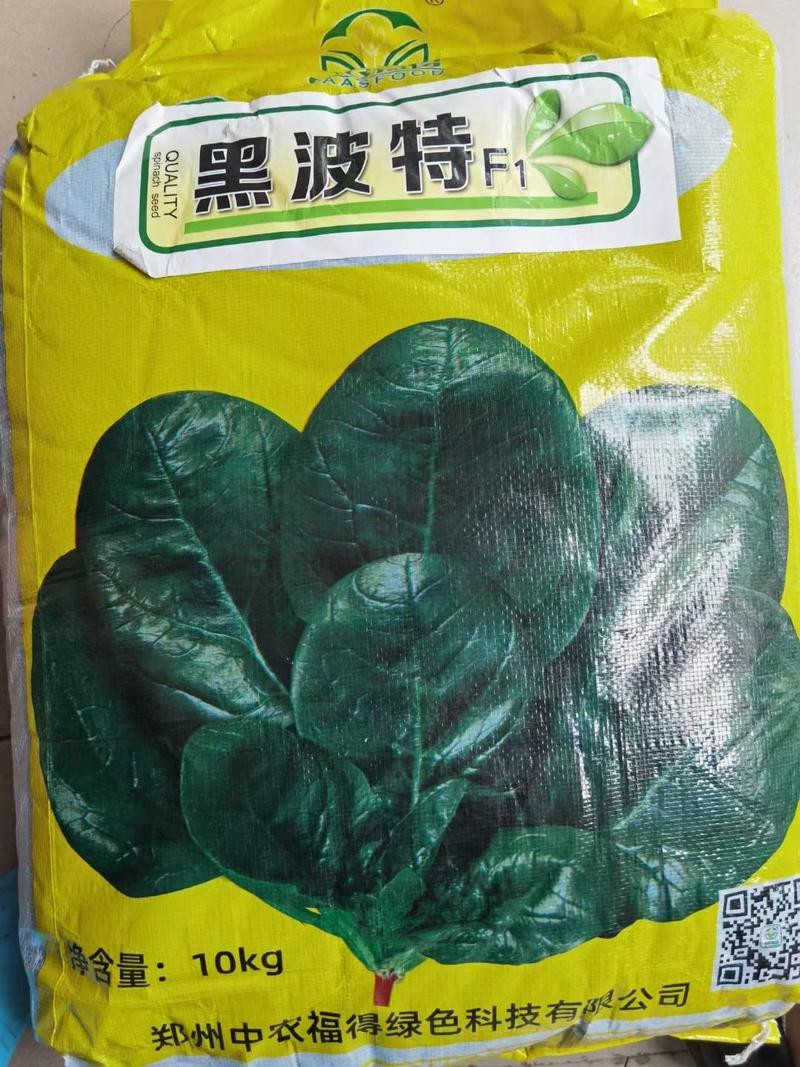 【促销价】黑波特菠菜种子大圆叶耐热耐寒半直立油亮