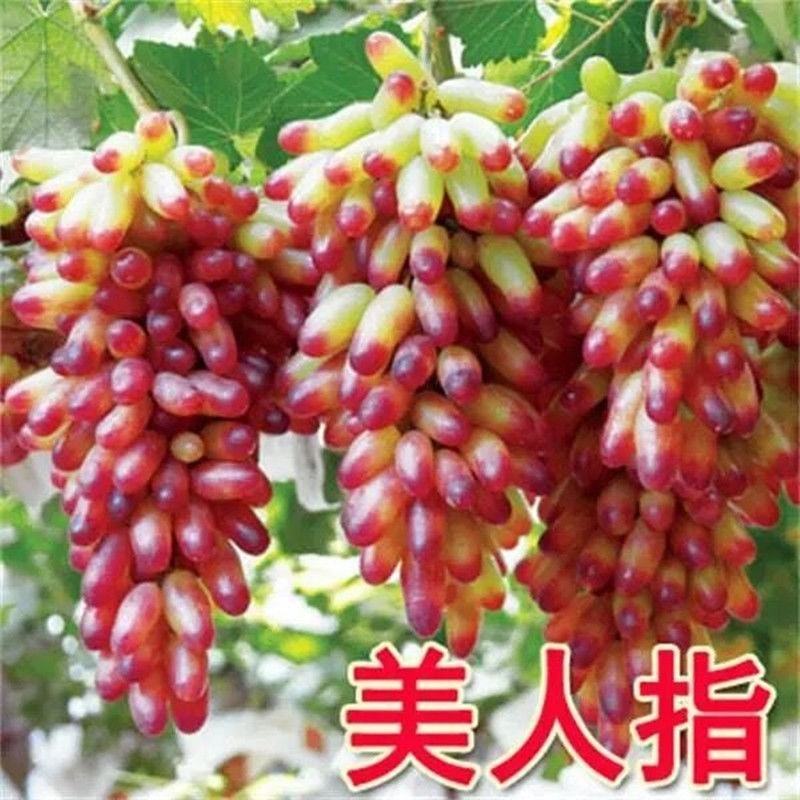 河北精品美人指葡萄产地直销诚信经营支持视频看货