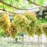 河北精品美人指葡萄产地直销诚信经营支持视频看货