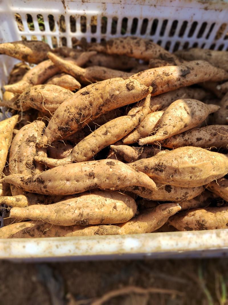 紫云县红薯，紫云红心红薯，安顺红薯，安顺豆薯